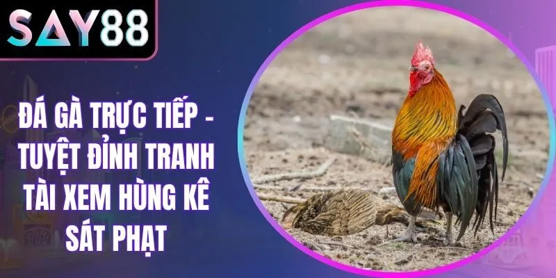 Đá Gà Trực Tiếp - Tuyệt Đỉnh Tranh Tài Xem Hùng Kê Sát Phạt